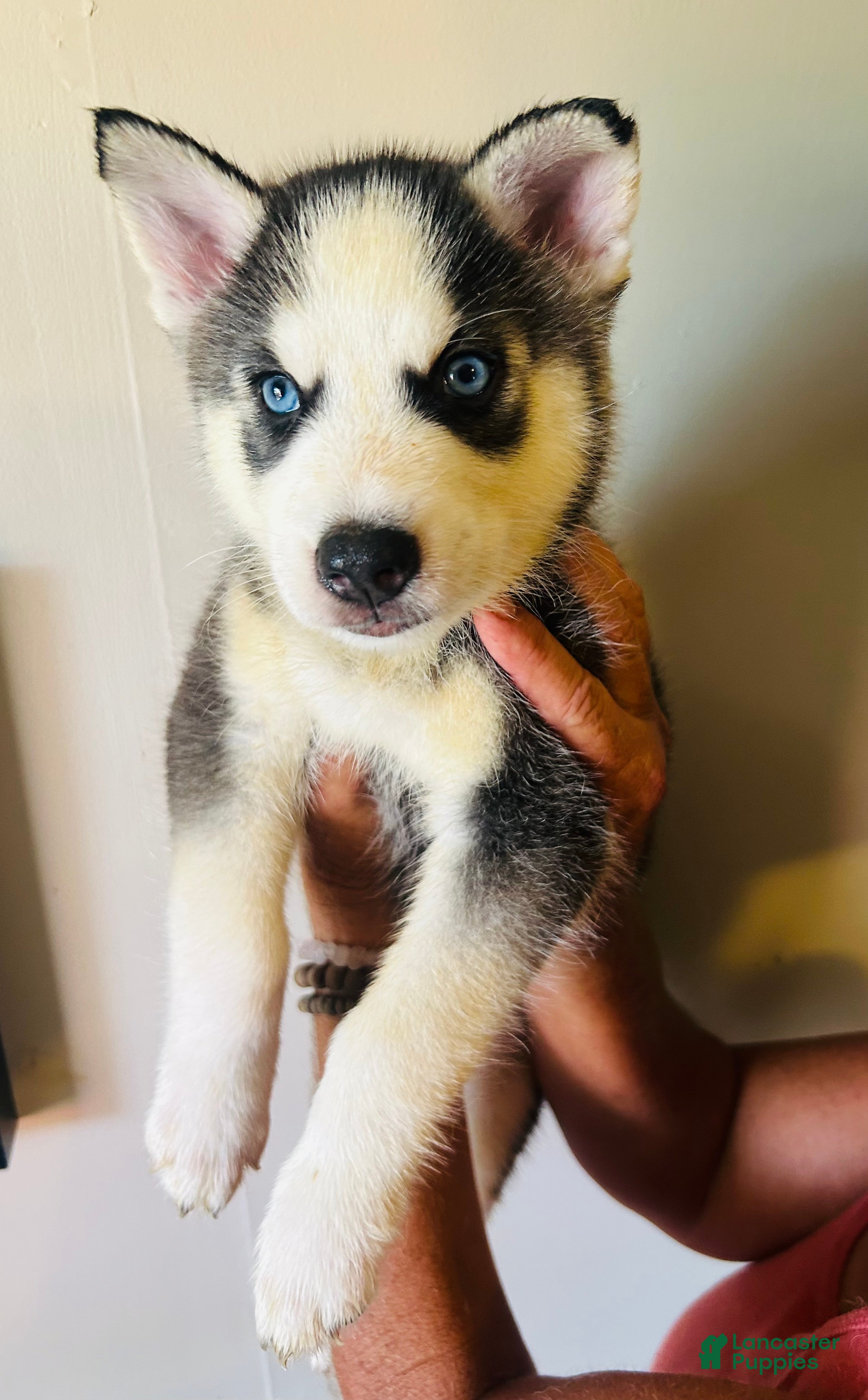 Siberian Husky dogs Siberian Husky 4 luna - Ad 10