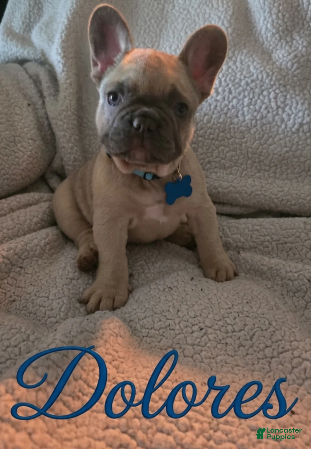 French Bulldog dogs for sale: French Bulldog Puppy 1 - Ad 2