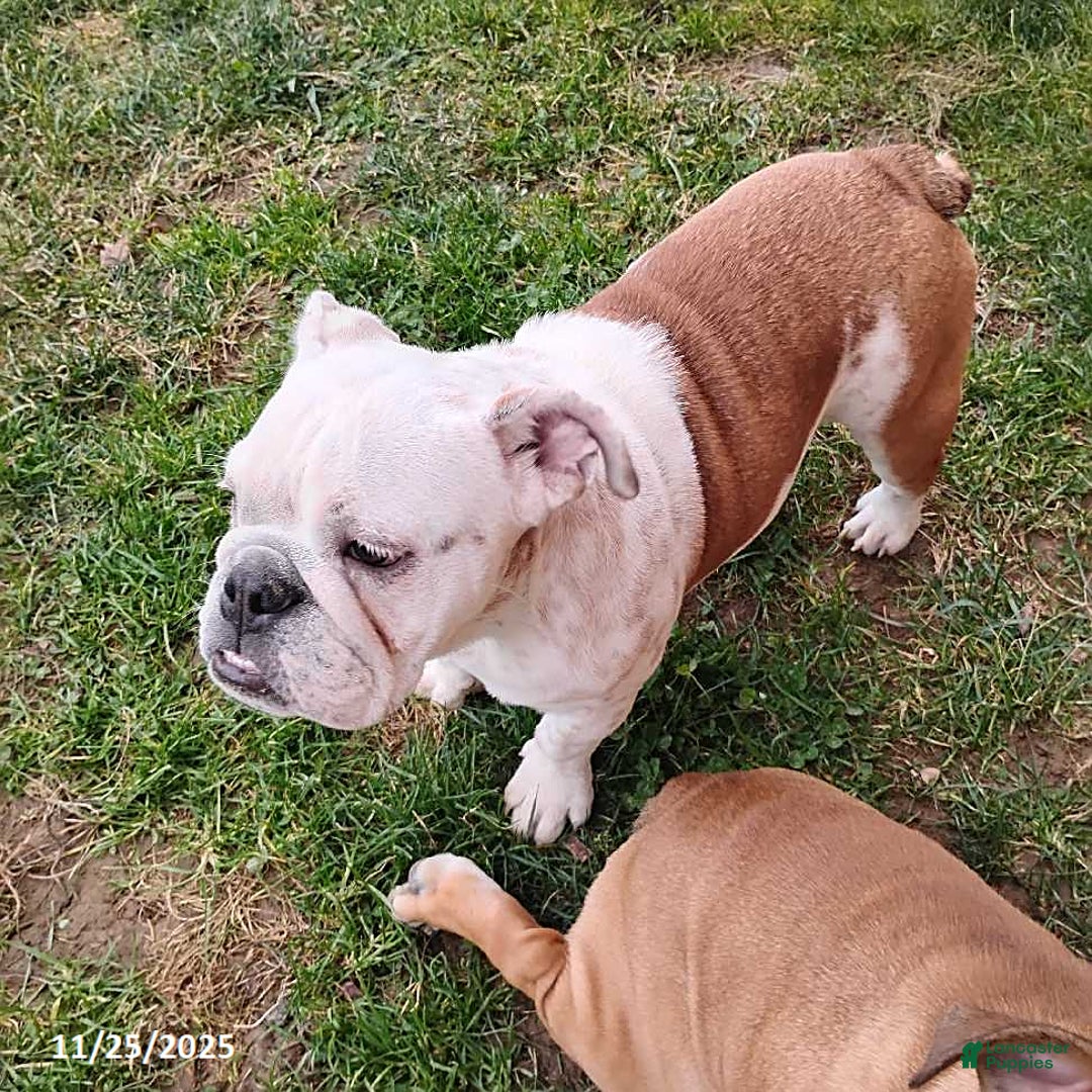 English Bulldog dogs for sale: Renita - Ad 2