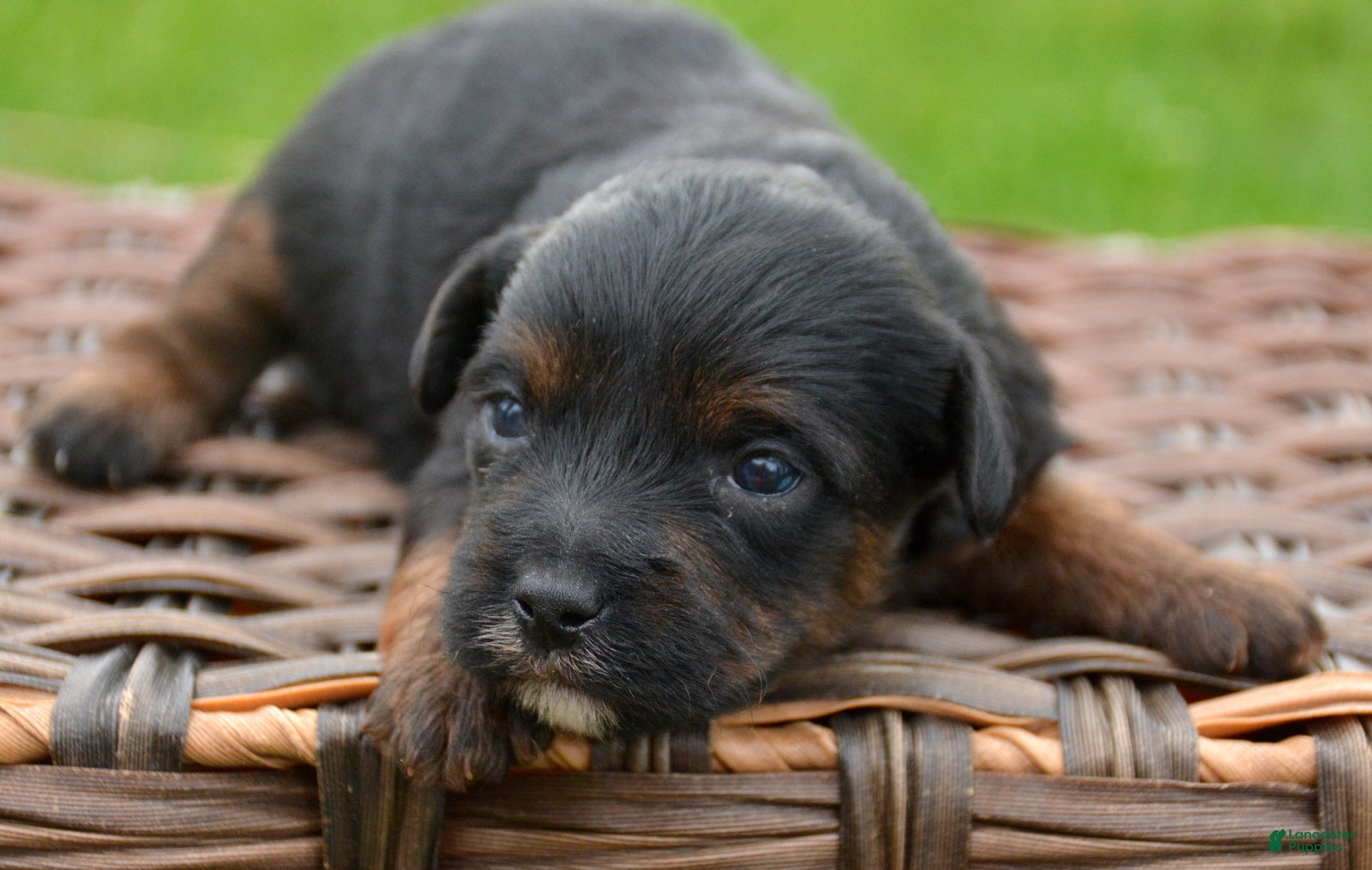 Yorkiepoo dogs Yorkiepoo Patrick - Ad 30