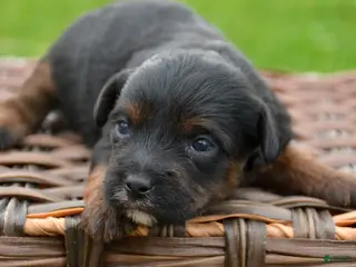 Yorkiepoo dogs Yorkiepoo Patrick - Ad 30