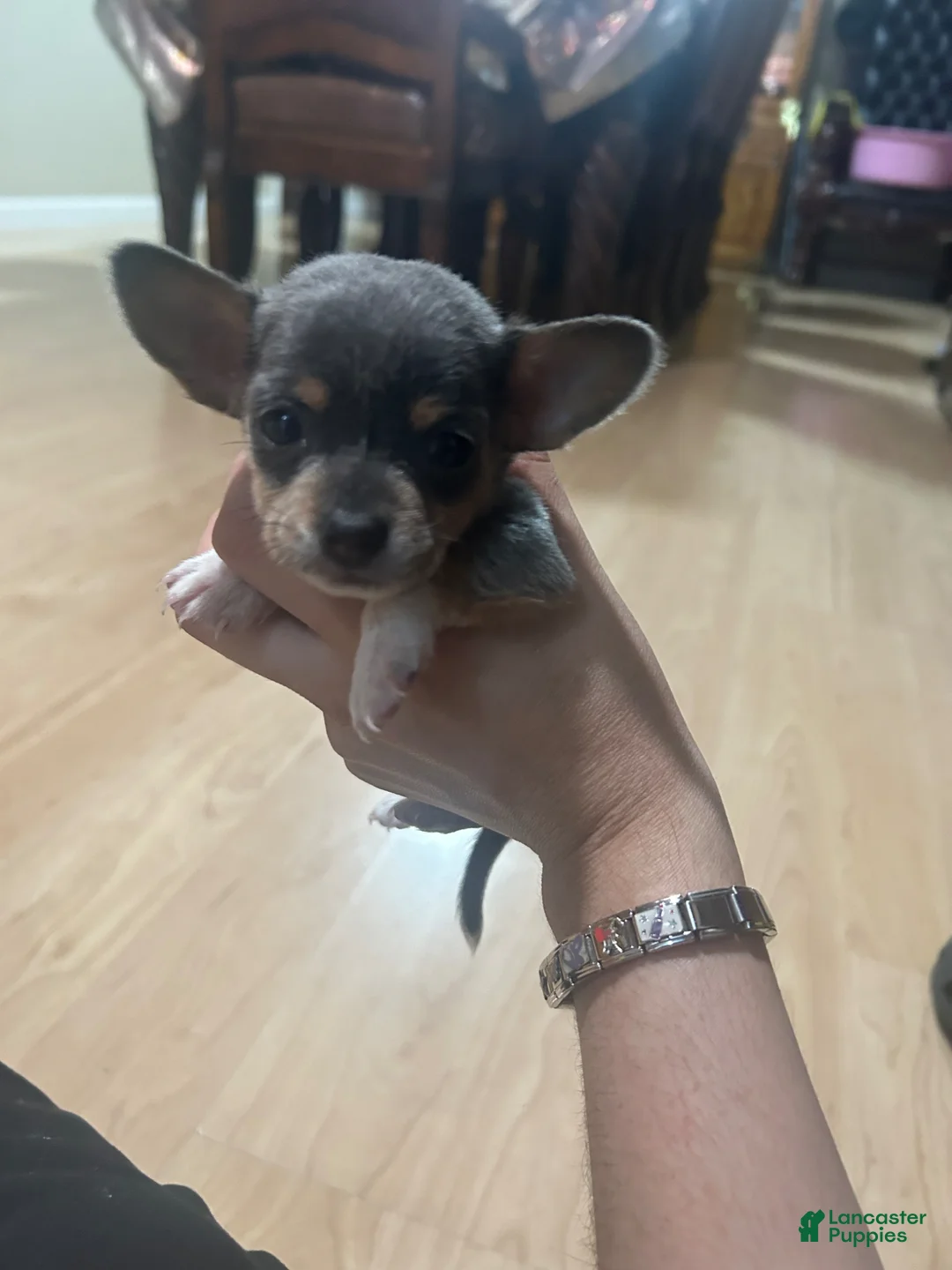 Chihuahua dogs for sale: Chihuahua Puppy 1 - Ad 2