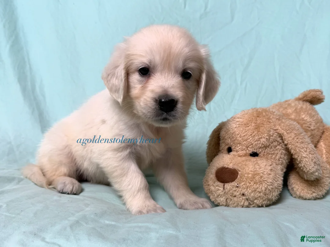 Golden Retriever dogs for sale: Misty - Ad 1