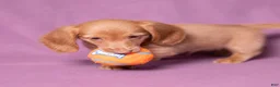 Miniature Dachshund dogs for sale: Peanut - Ad 9
