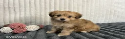 Havapoo dogs for sale: Lady - Ad 3