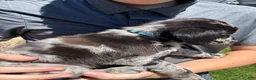 Mixed Breed dogs for sale: Teal - Ad 2
