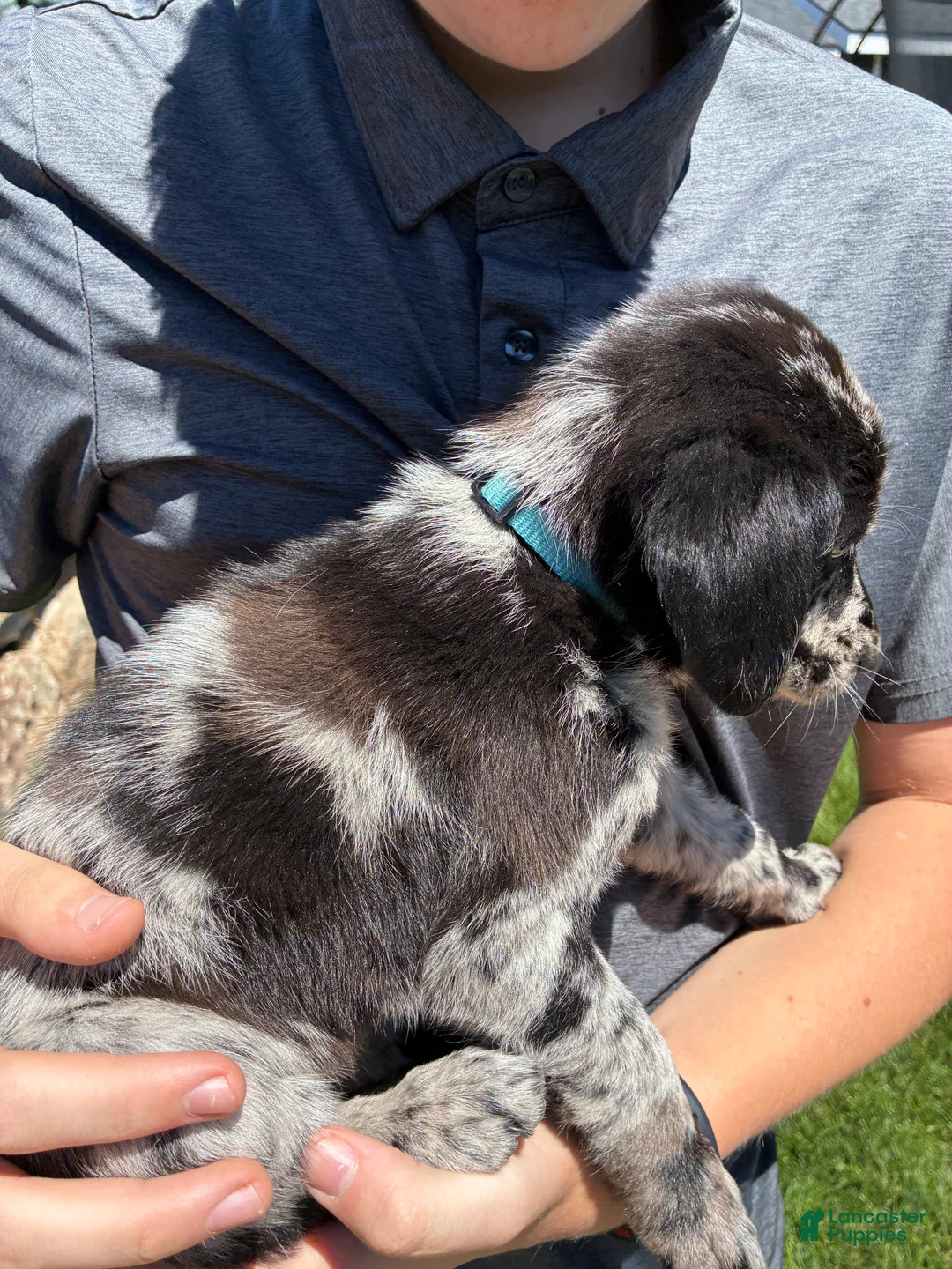 Mixed Breed dogs for sale: Teal - Ad 2