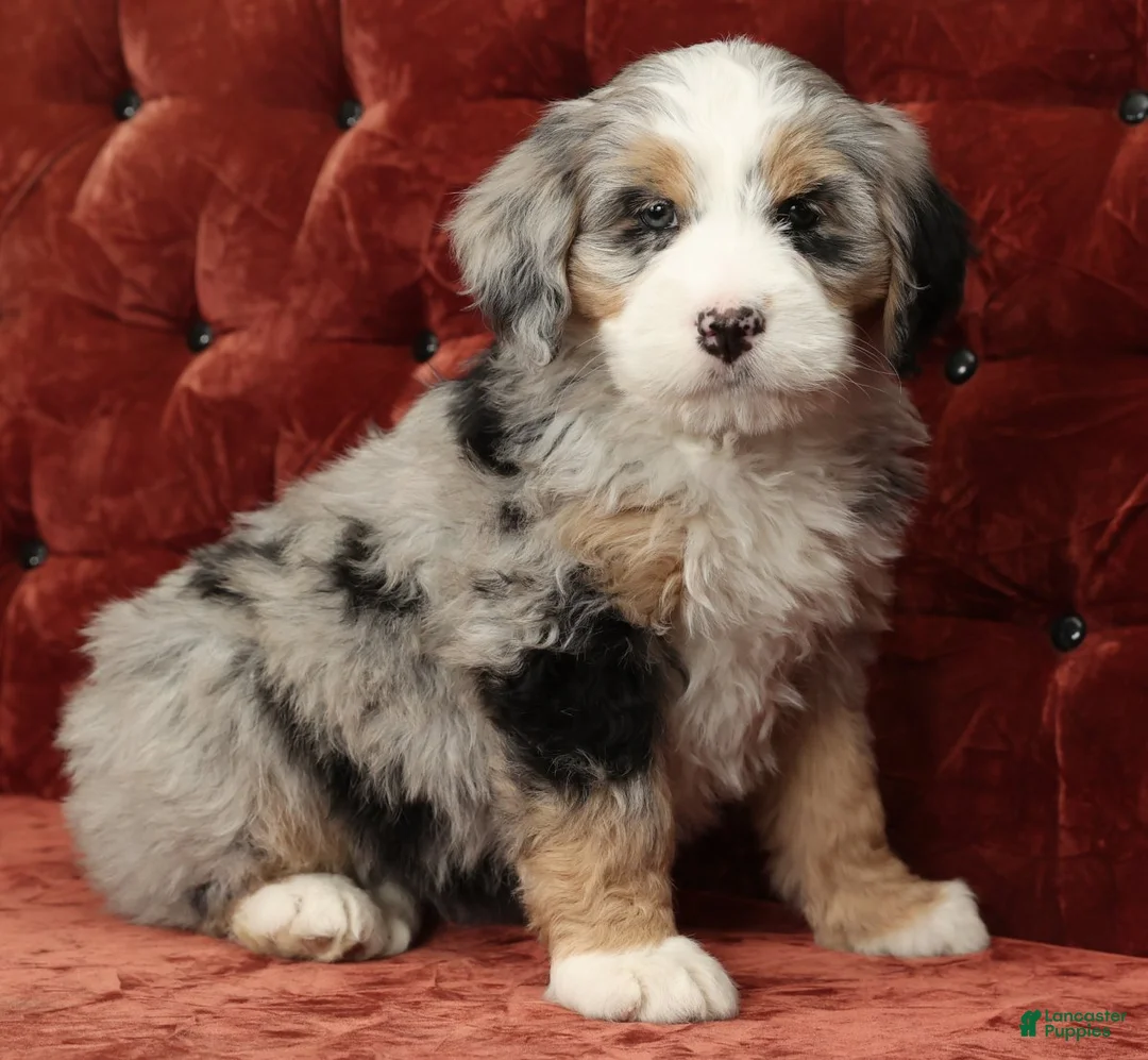 Mini Bernedoodle dogs for sale: Trina - Ad 7