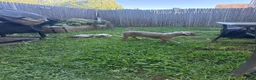 American Bully dogs for sale: American Bully 1 - Ad 11