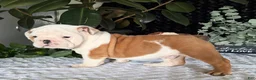 English Bulldog dogs for sale: Theo - Ad 3