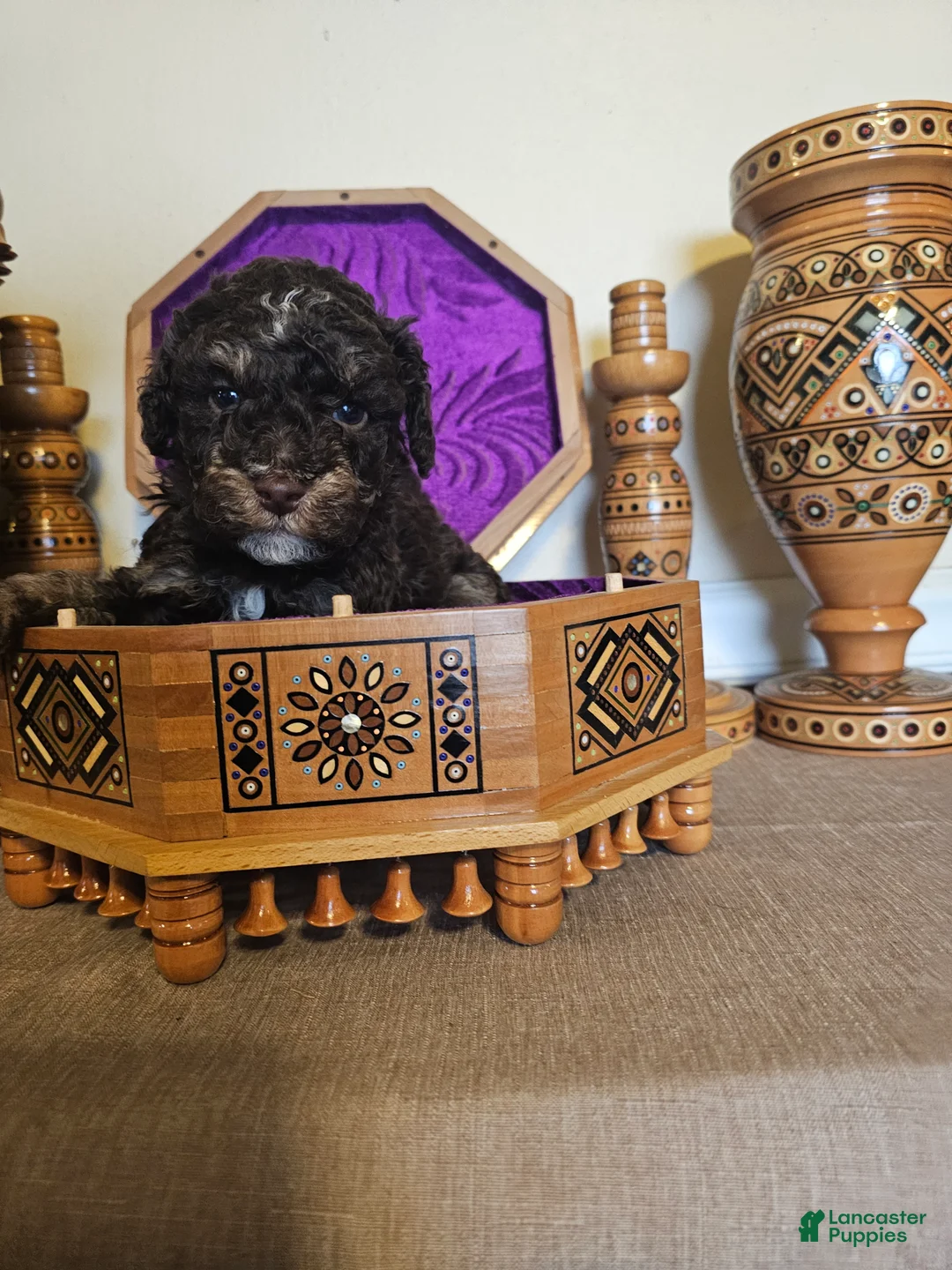 Mini Goldendoodle dogs for sale: Ash - Ad 2