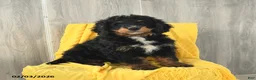 Mini Bernedoodle dogs for sale: Biscuit - Ad 2