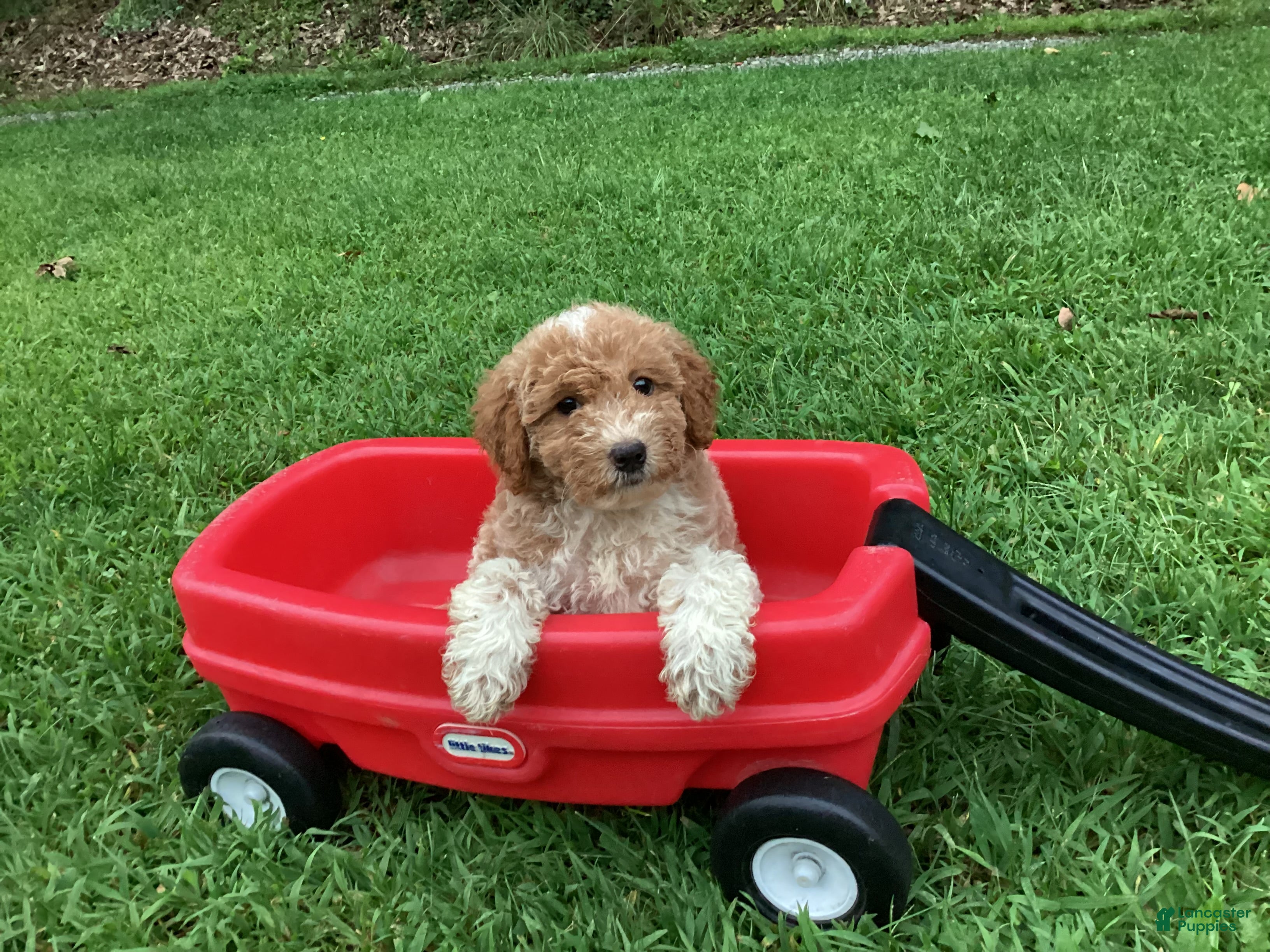 Mini Goldendoodle dogs Rocky - Ad 2