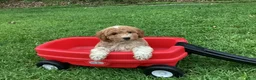 Mini Goldendoodle dogs for sale: Rocky - Ad 2