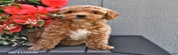 Miniature Poodle dogs for sale: Sage - Ad 4
