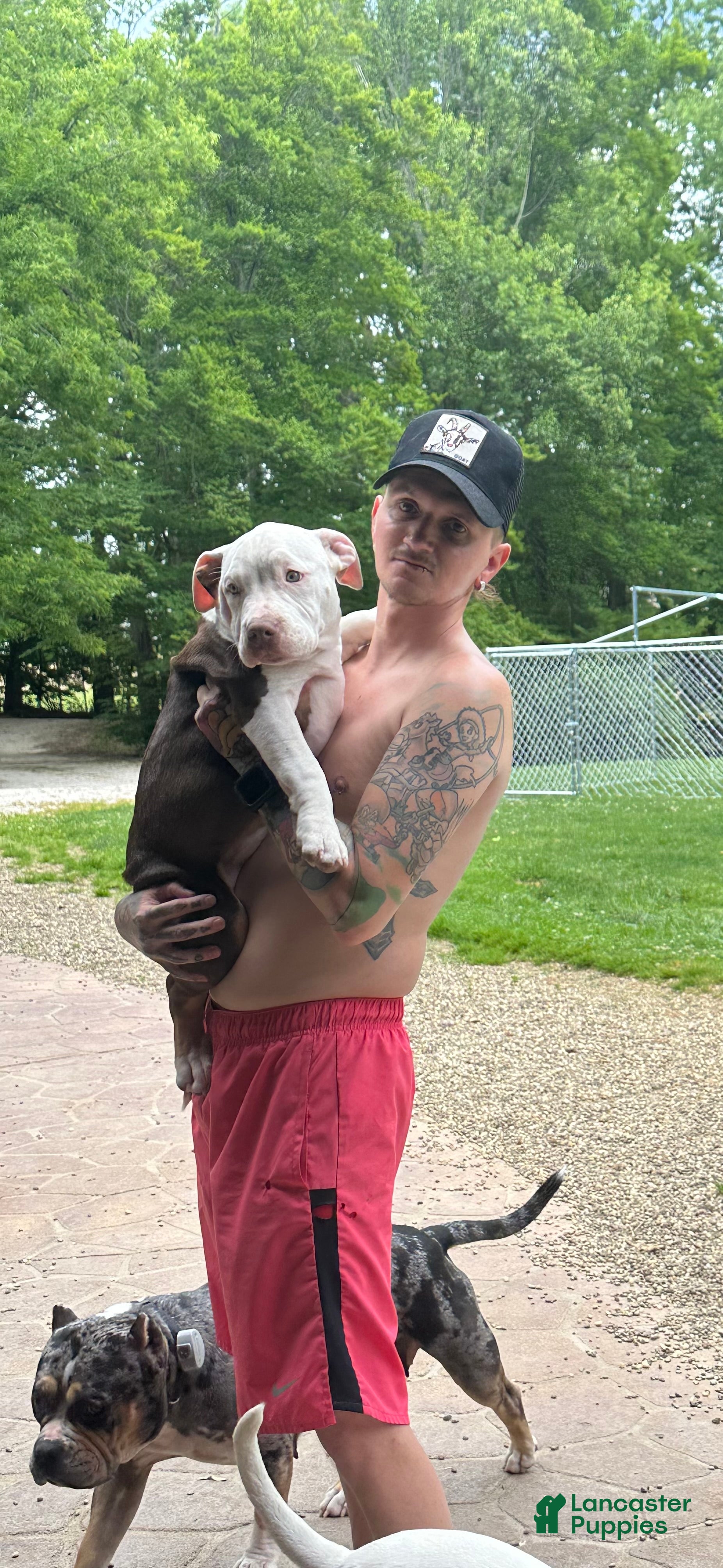 American Bulldog dogs American Bulldog 2 - Ad 5