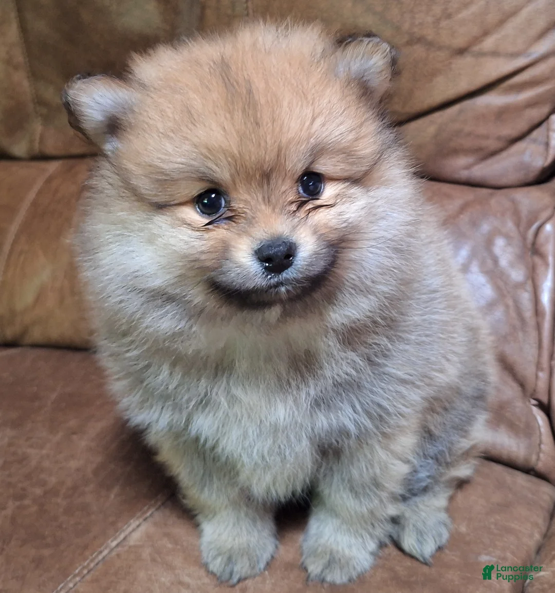 Pomeranian dogs for sale: sable female - Ad 2