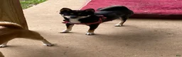 Shiba Inu dogs for sale: Shiba Inu 2 - Ad 2