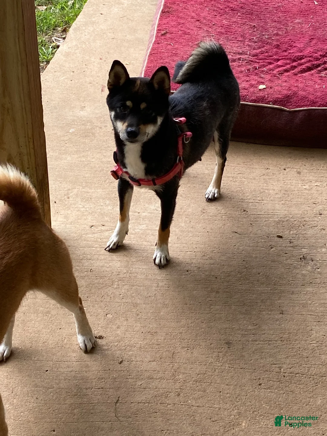 Shiba Inu dogs for sale: Shiba Inu 2 - Ad 2