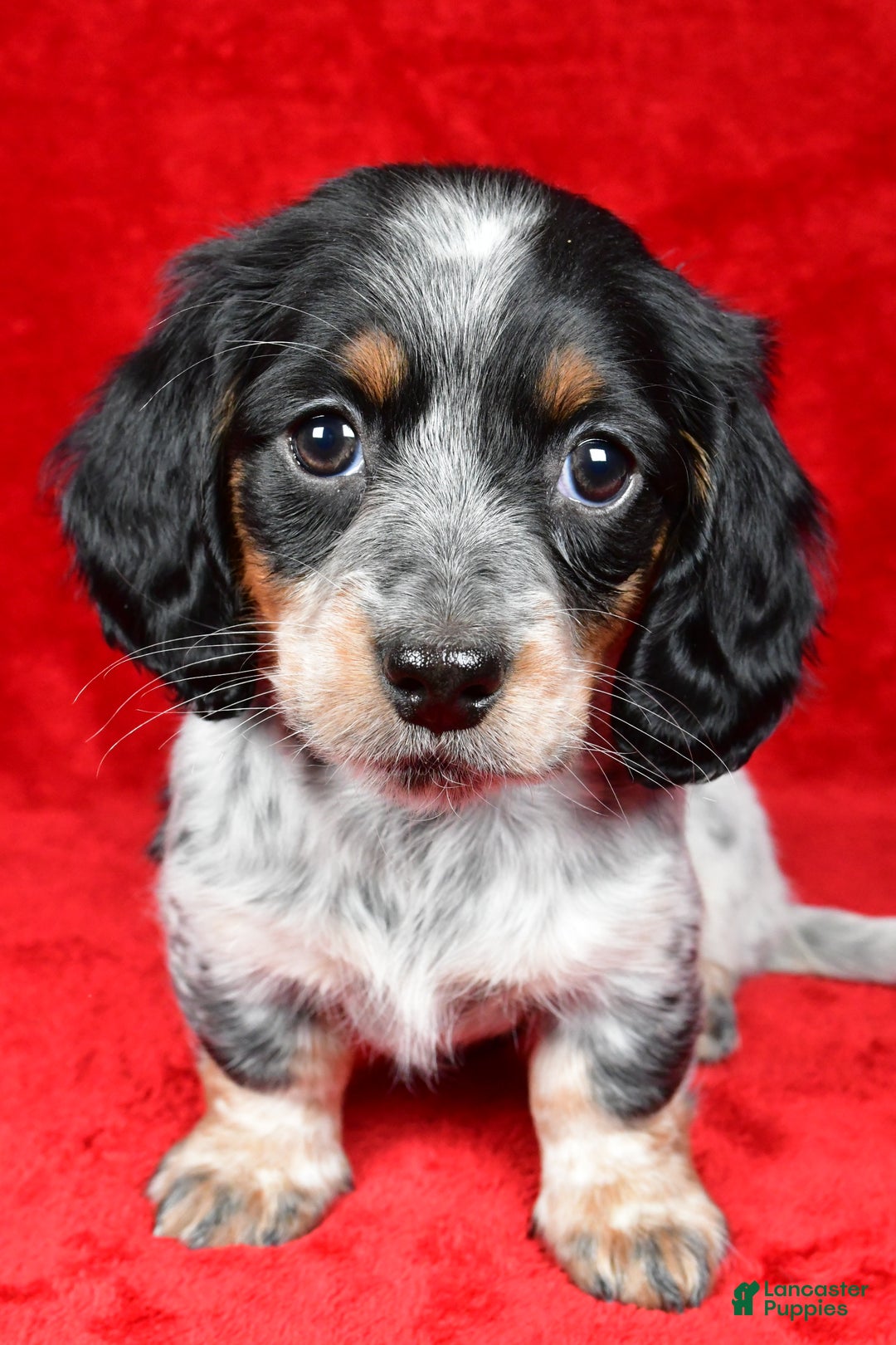 Miniature Dachshund dogs for sale: Daisy - Ad 8