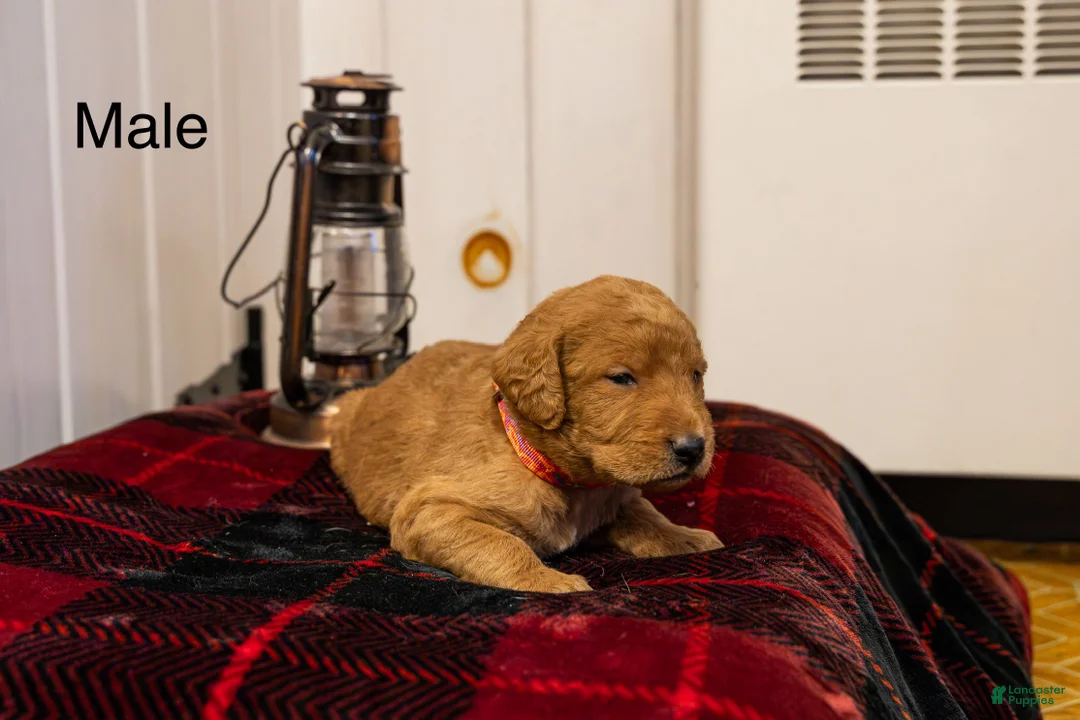 Labradoodle dogs for sale: Landon - Ad 2