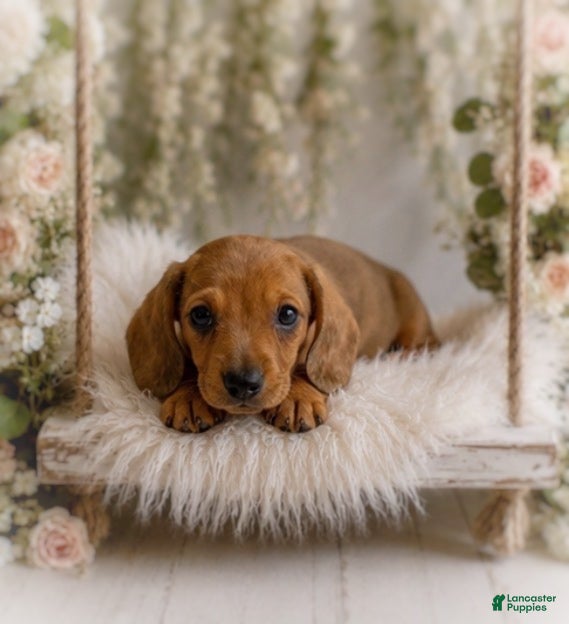 Miniature Dachshund dogs Javier   2.2lbs on 6/30 - Ad 2