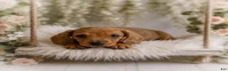 Miniature Dachshund dogs for sale: Javier   2.2lbs on 6/30 - Ad 2