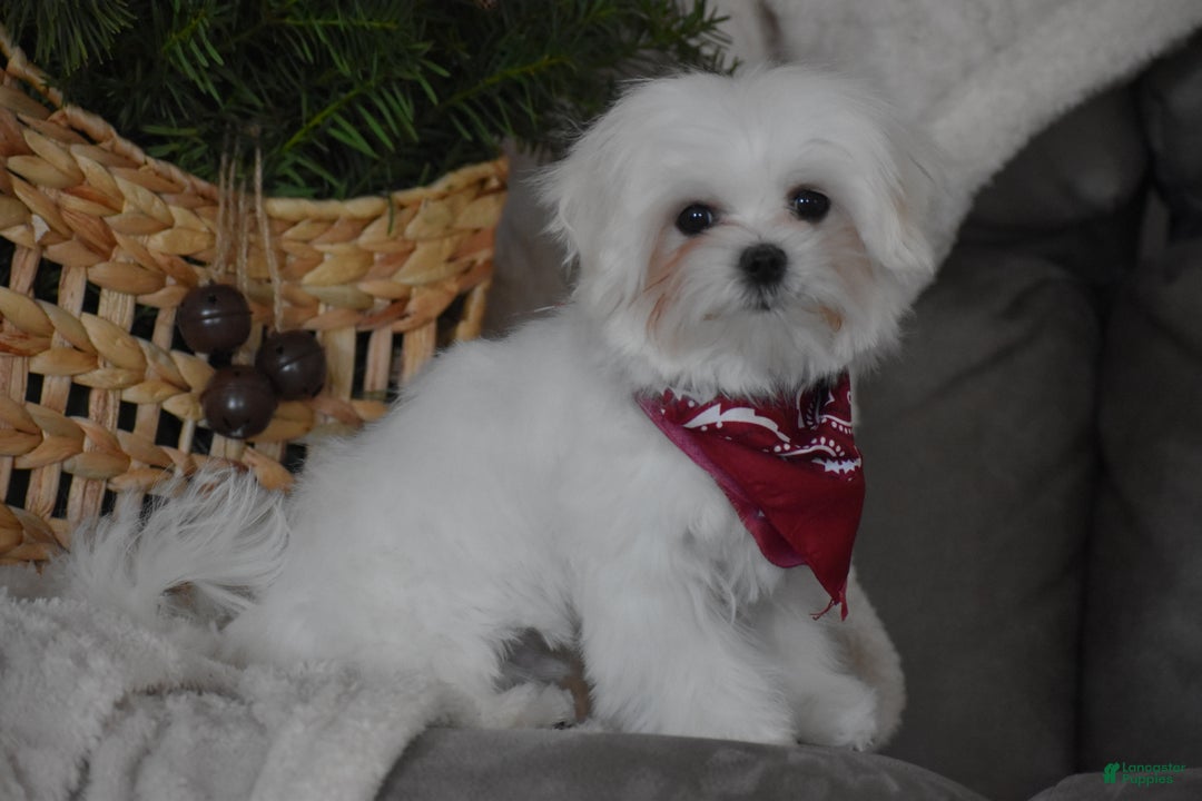 Maltese dogs for sale: Toby - Ad 6