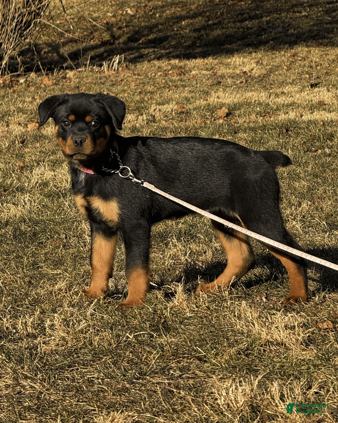 Rottweiler dogs Rottweiler Puppy- Pink - Ad 1