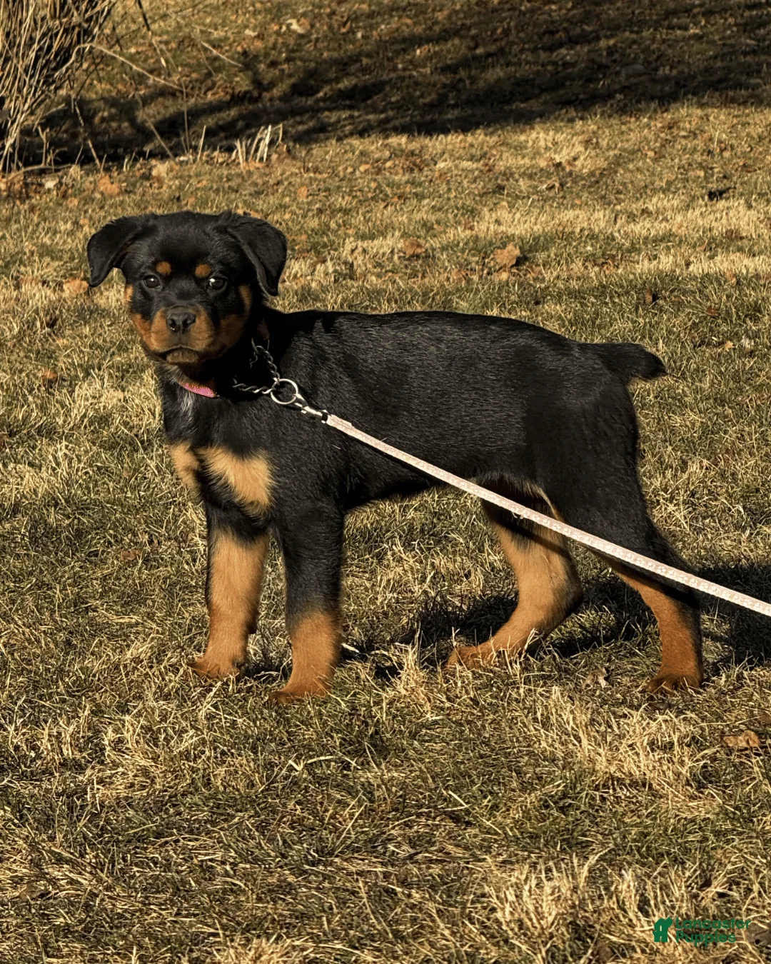 Rottweiler dogs for sale: Dora - Ad 1