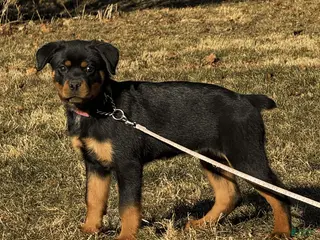 Rottweiler dogs for sale: Dora - Ad 2