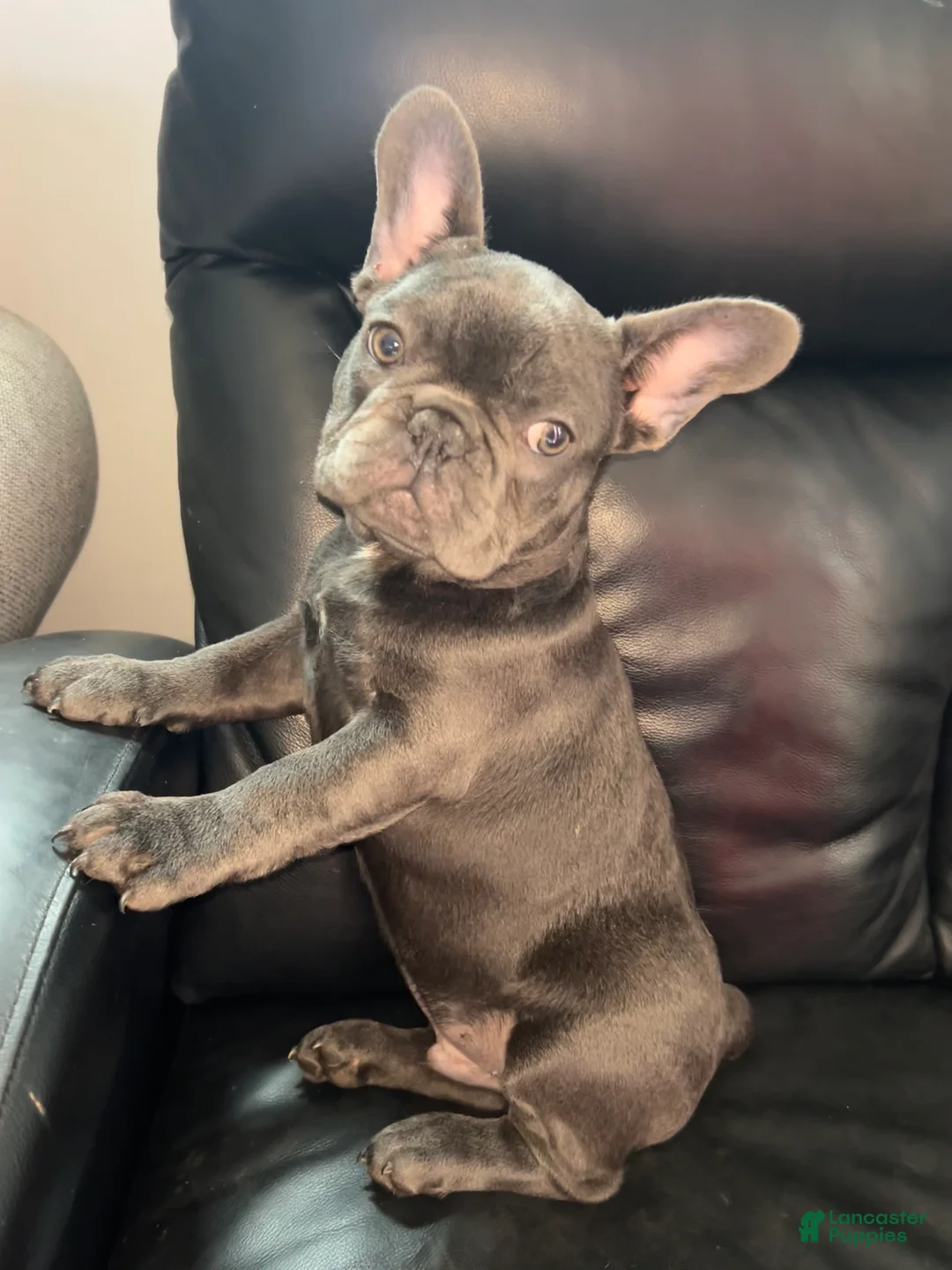 French Bulldog dogs for sale: French Bulldog Puppy 2 - Ad 5