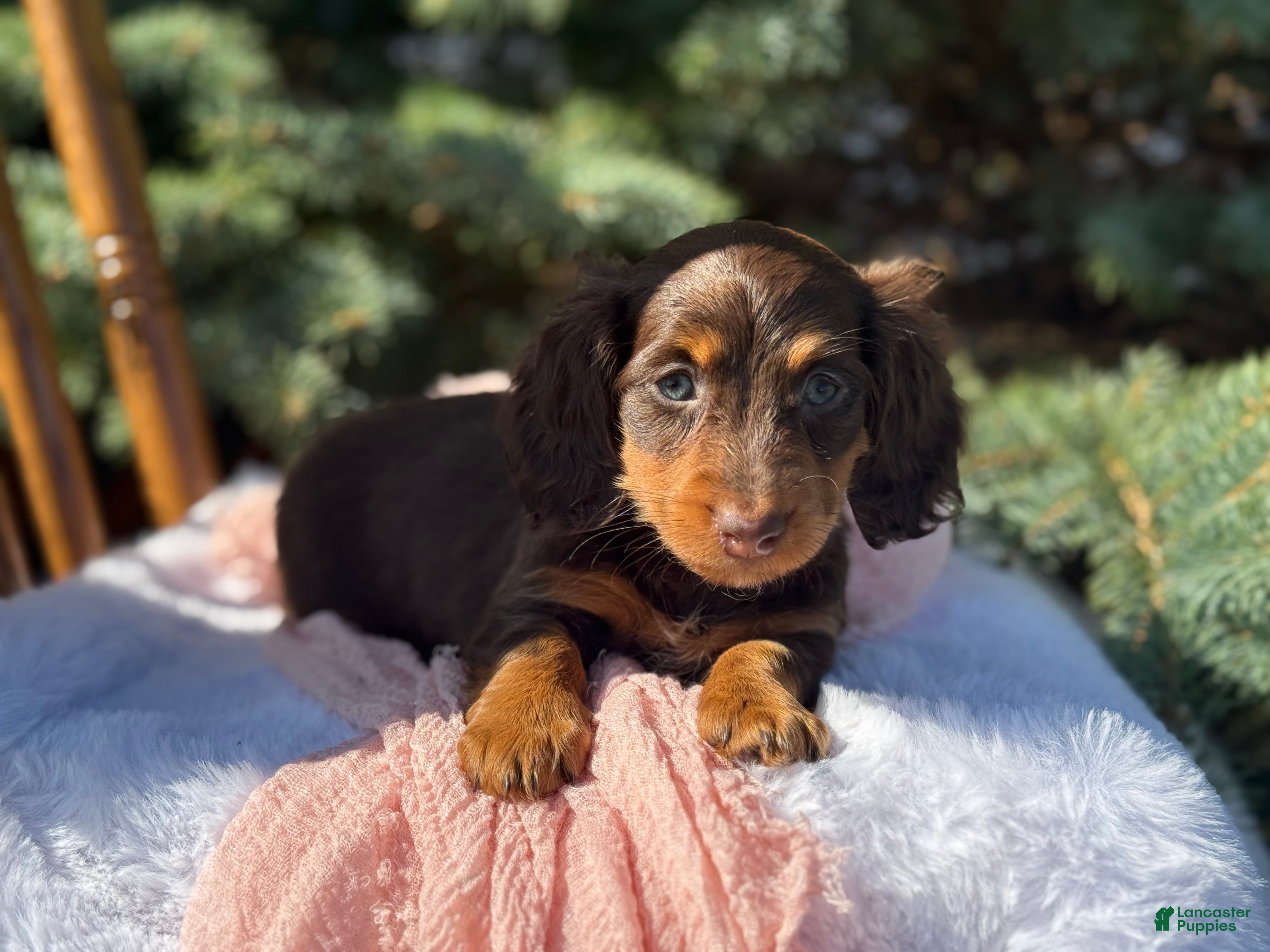 Miniature Dachshund dogs Gemma - Ad 1