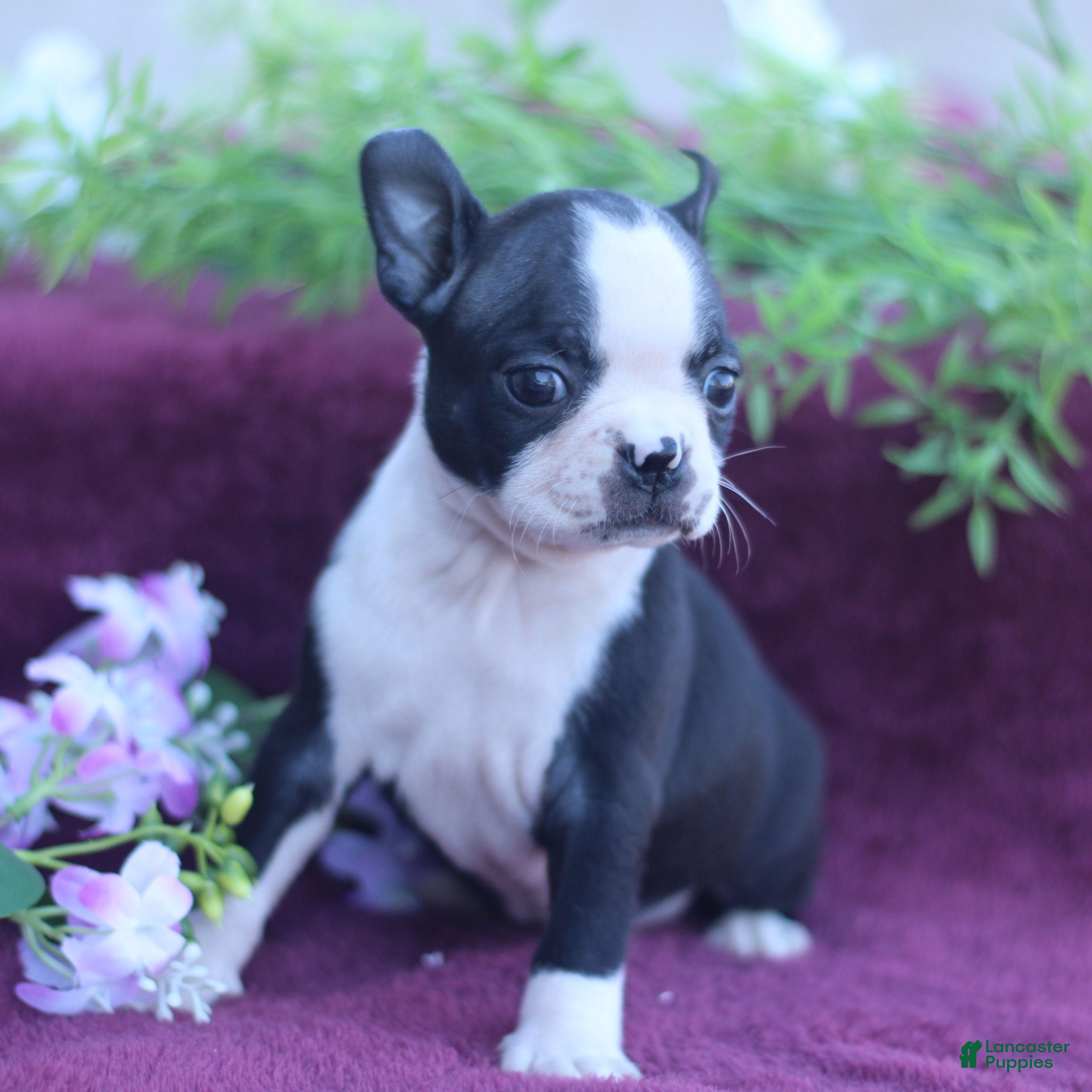 Boston Terrier dogs Maple  - Ad 1