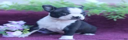 Boston Terrier dogs for sale: Maple  - Ad 1