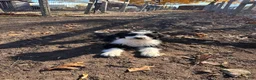 Aussiedoodle dogs for sale: Aussiedoodle 1 - Ad 8
