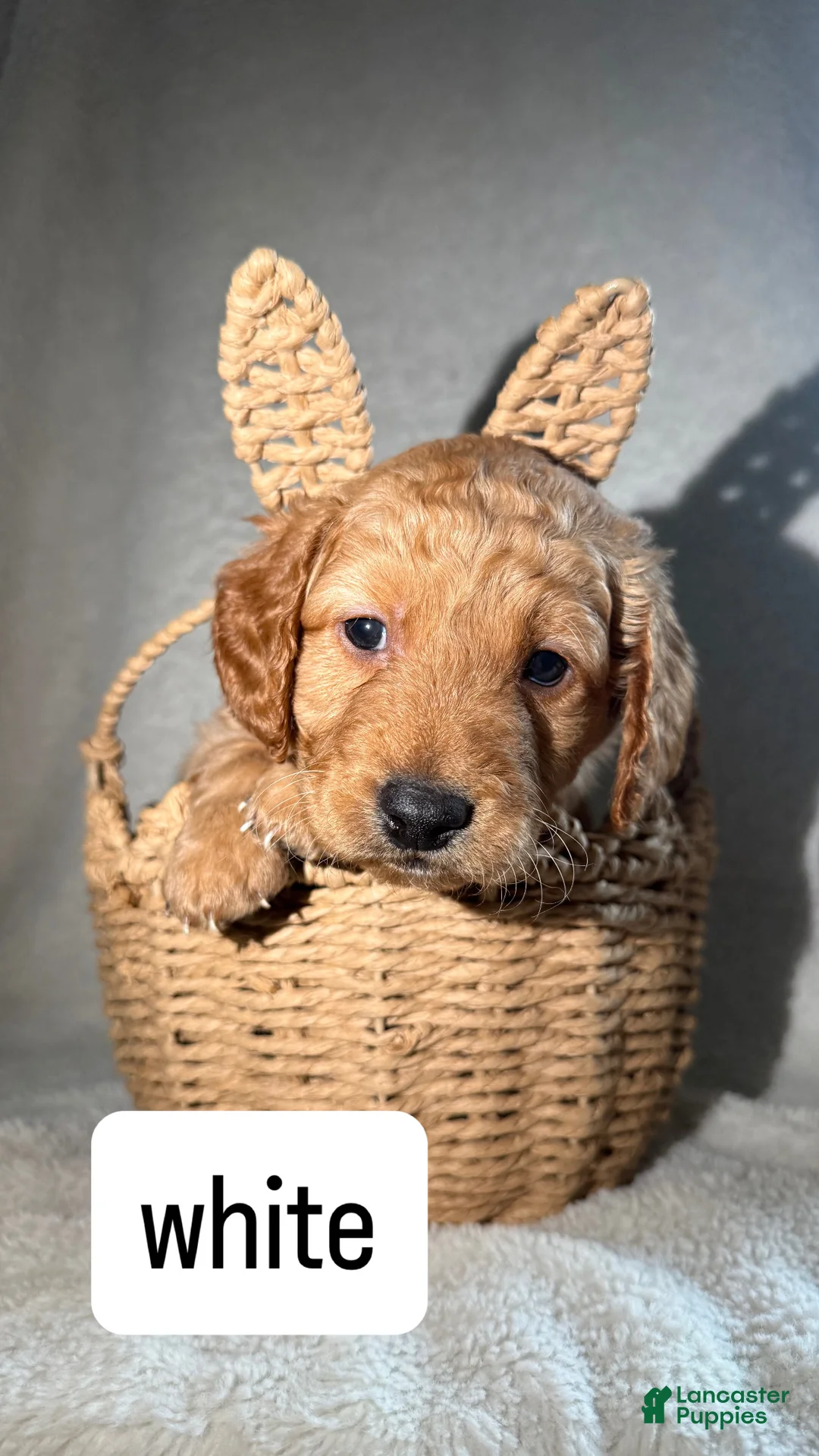 Goldendoodle dogs for sale: Gucci - white - Ad 2