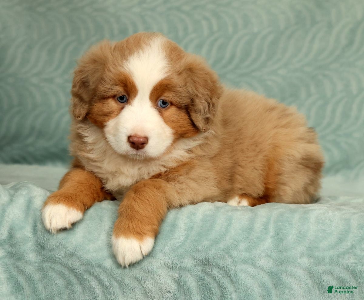 Australian Shepherd dogs for sale: Margie - Ad 3