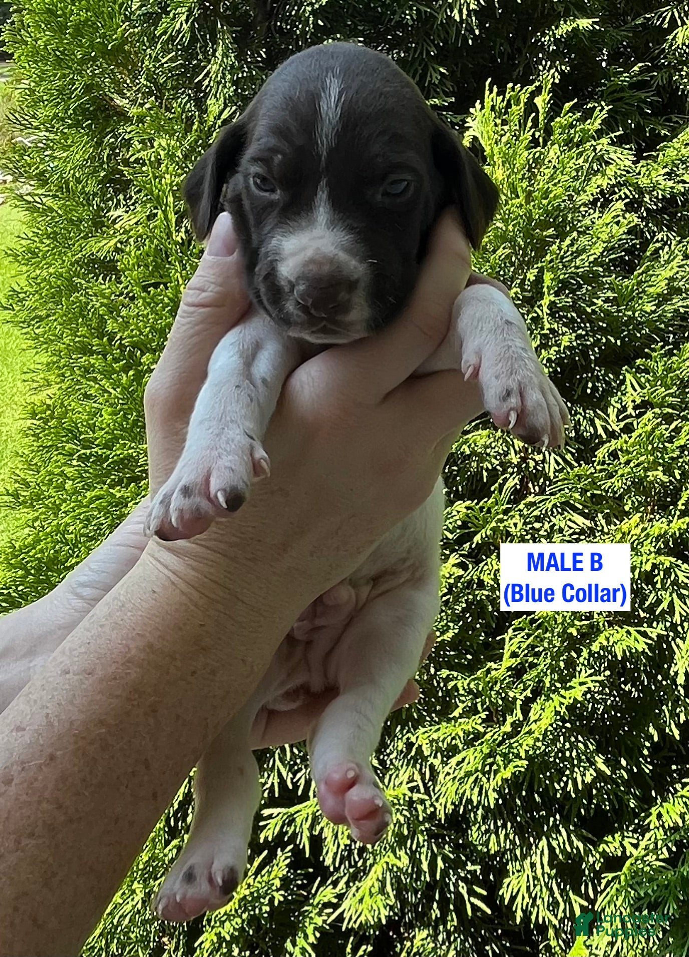German Shorthaired Pointer dogs for sale: German Shorthaired Pointer (Male B) - Ad 3