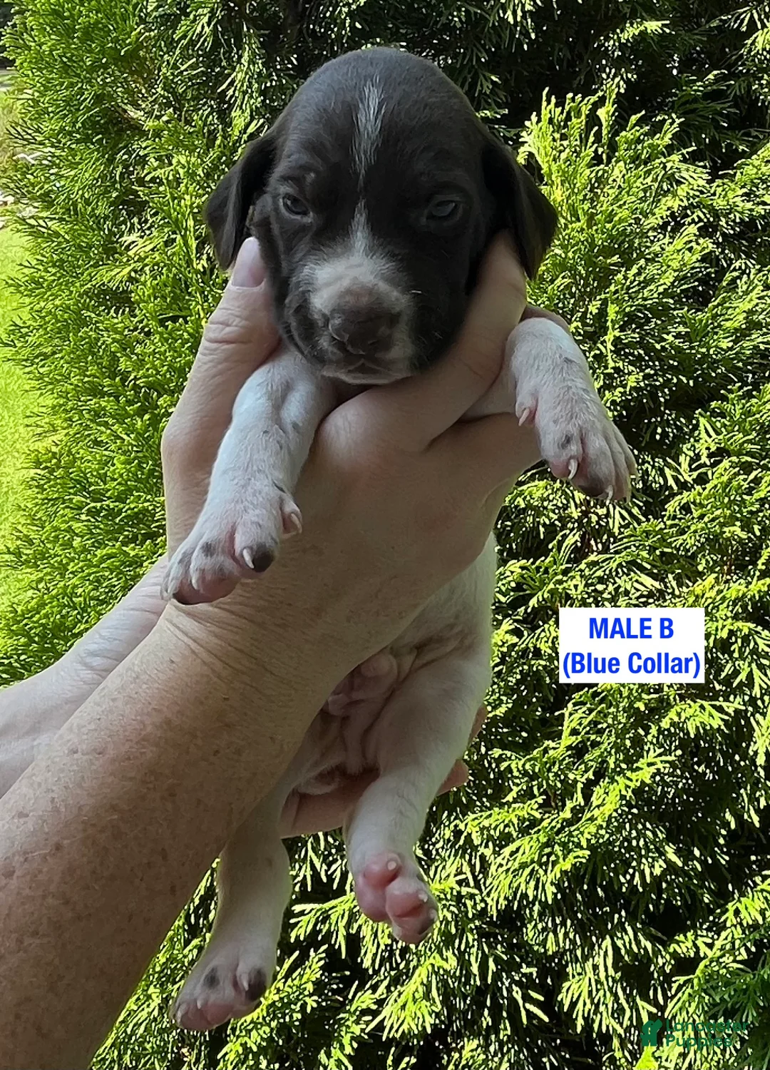 German Shorthaired Pointer dogs for sale: German Shorthaired Pointer (Male B) - Ad 1