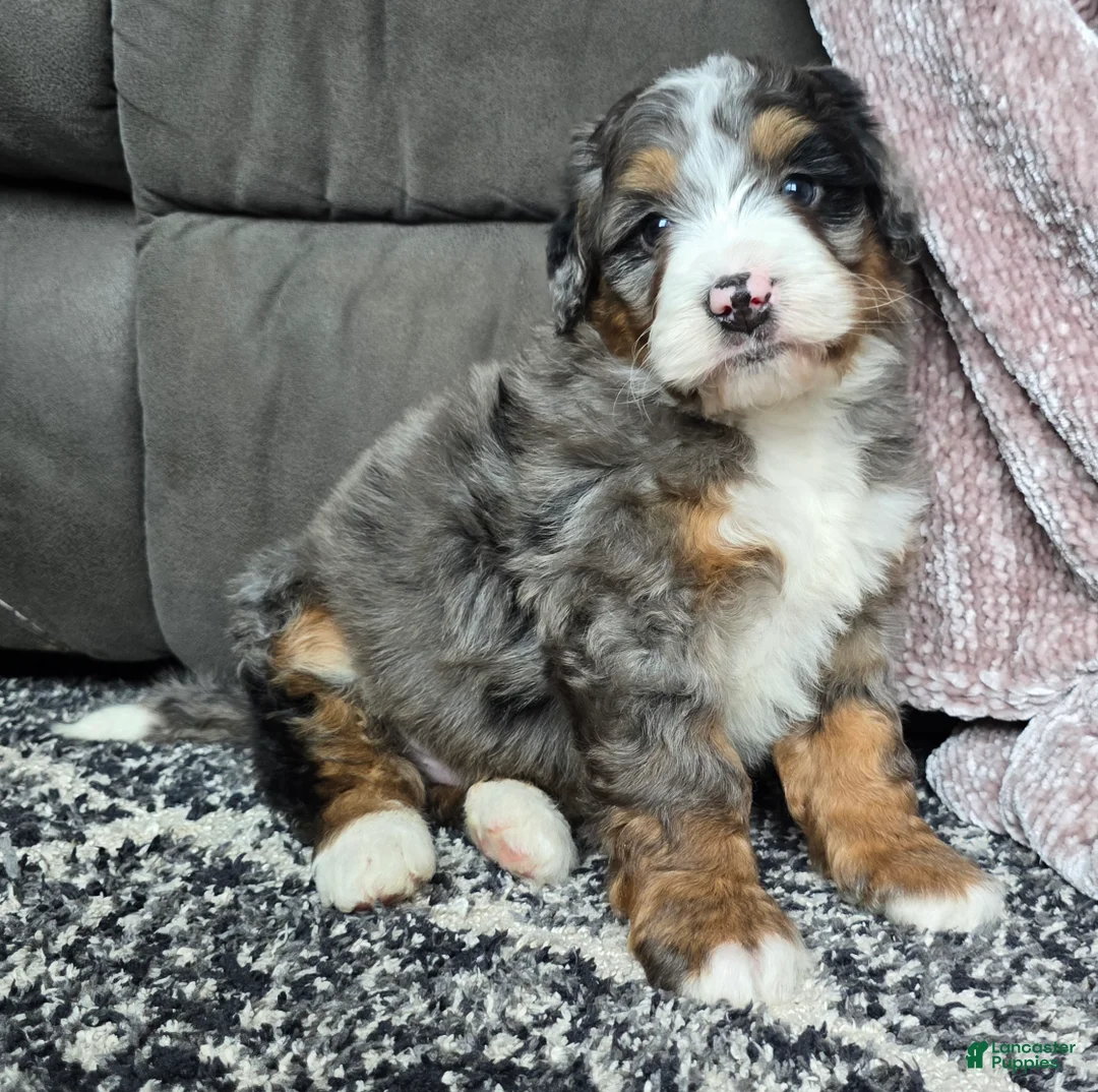 Mini Bernedoodle dogs for sale: Mini Chief - Ad 19