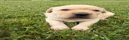 Labrador Retriever dogs for sale: Robbie - Ad 1
