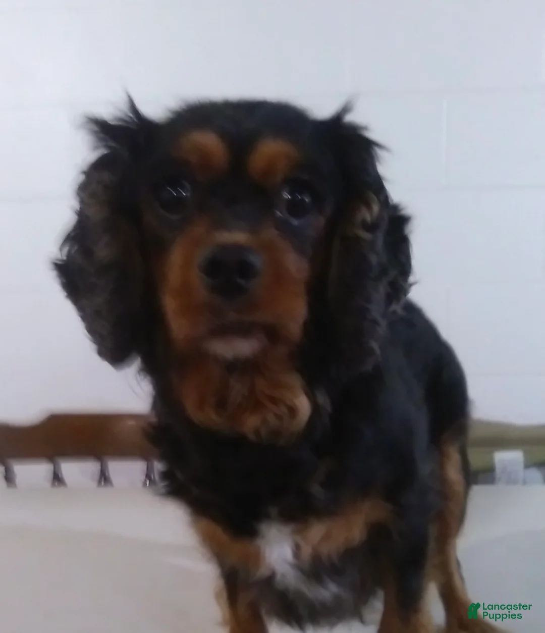 Cavapoo dogs for sale: MISS LOTTIE - Ad 4