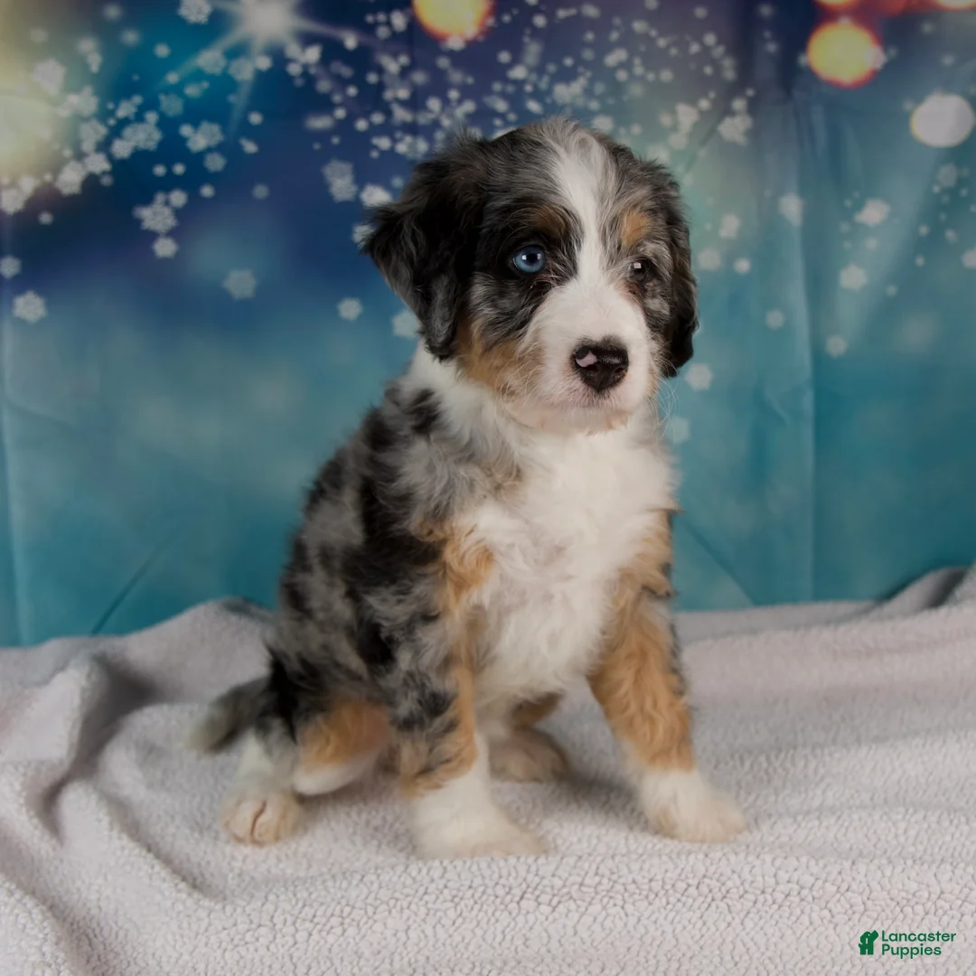 Mini Bernedoodle dogs for sale: Carrie - Ad 3