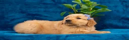 Golden Retriever dogs for sale: Tula - Ad 9