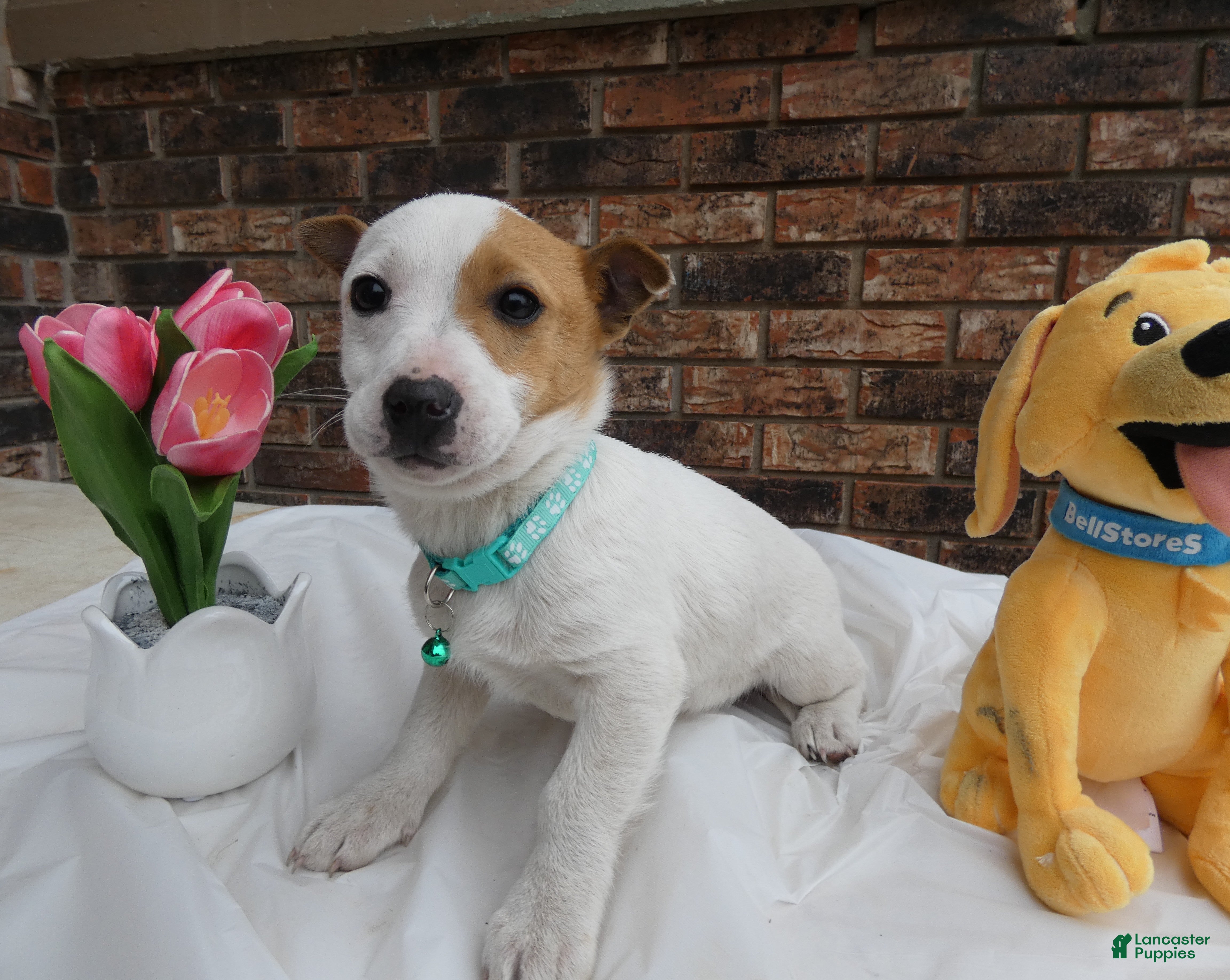 Jack Russell Terrier dogs Jack Russell Terrier Puppy 3 Dolly - Ad 33