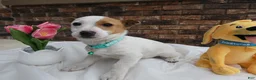 Jack Russell Terrier dogs for sale: Jack Russell Terrier Puppy 3 Dolly - Ad 1