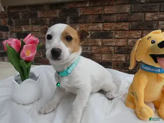 Jack Russell Terrier dogs Jack Russell Terrier Puppy 3 Dolly - Ad 23