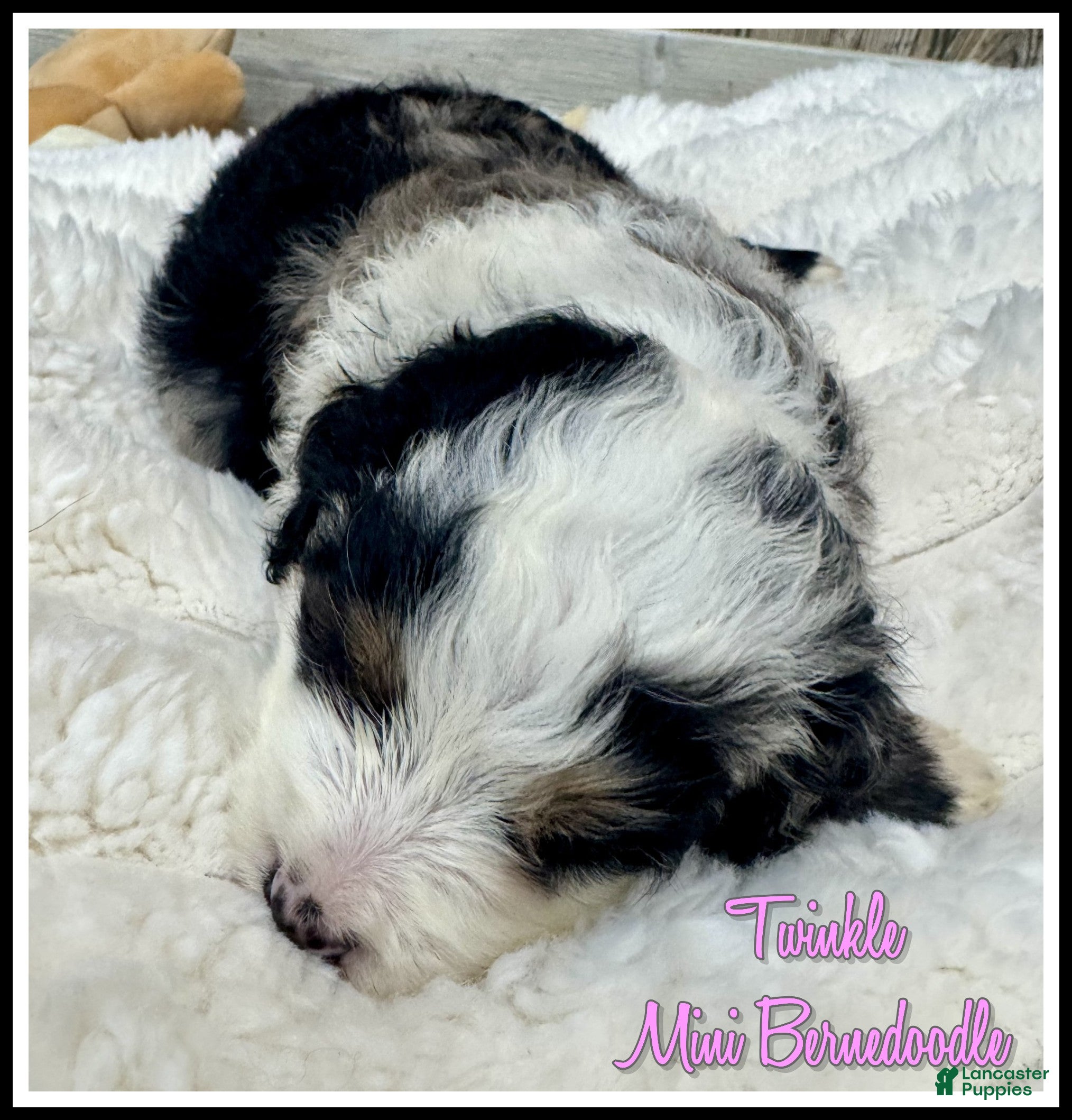 Mini Bernedoodle dogs Twinkle - Ad 1