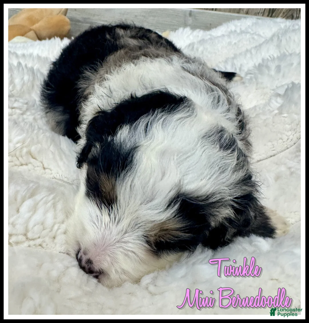 Mini Bernedoodle dogs for sale: Twinkle - Ad 1